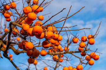 Ripe persimmons photographed against a blue late autumn sky.