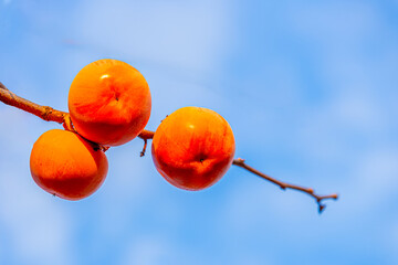 Ripe persimmons photographed against a blue late autumn sky.