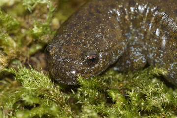 Closeup on a Japanese endanagered Oita salamander, Hynobius dunni on green moss