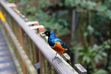 Superb Starling (Lamprotornis superbus) is a strikingly colorful bird native to the grasslands and savannas of East Africa. 