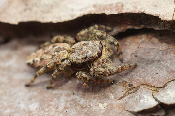 Close-up of a camouflaged Marpissa muscosa, Fencepost jumping spider on a rough, brown surface.