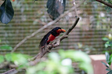 The bearded barbet (Lybius dubius) is an African barbet. 