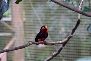 The bearded barbet (Lybius dubius) is an African barbet. 