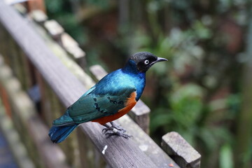 Superb Starling (Lamprotornis superbus) is a strikingly colorful bird native to the grasslands and savannas of East Africa. 