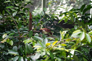 The Birds of Paradise (family Paradisaeidae) are some of the most extravagant and colorful birds in the world, famous for their vibrant plumage, elaborate courtship dances, and unique shapes.  