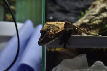 Gekon orzęsiony © Emilia