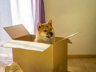 Close-up of cute Shiba Inu sitting in a cardboard box moving into new home. Gift concept. High quality photo