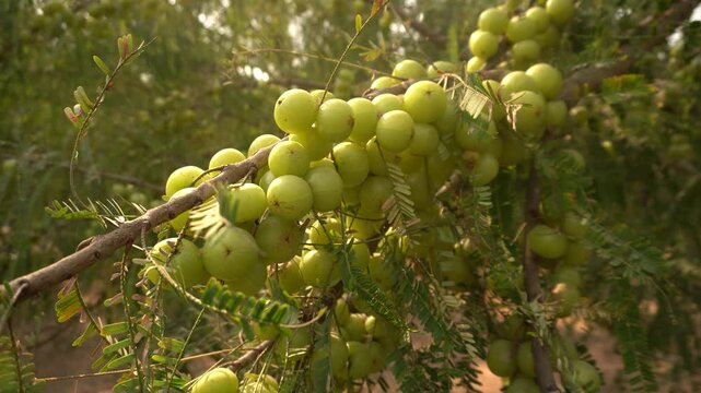 A stunning 4K video of an Indian Gooseberry tree (Phyllanthus emblica) fully laden with fresh, round amla fruits.