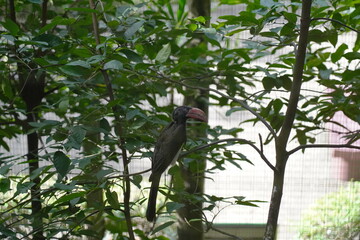 The crowned hornbill (Lophoceros alboterminatus) is an African hornbill. Crowned hornbill. Adult male at Ndumo Game Reserve in KwaZulu Natal, South Africa.