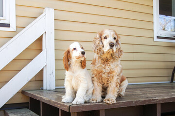 Two, dogs, young and old, spaniel breeds sit on the veranda of the house. The young dog looks at...