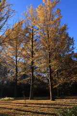 Fototapeta premium 国営武蔵丘陵森林公園