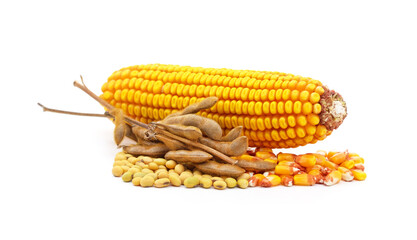 Corn cob with grain and soybean pods with beans.