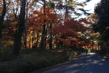 国営武蔵丘陵森林公園