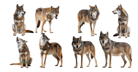 Wolf standing in different angles isolated on transparent background