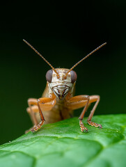 Fototapeta premium Detailed close-up of a cricket on a green leaf
