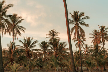 Palm plantation
