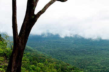 Overhead view and copy space from tree with shade. Beautiful landscape surrounded by vast forests...