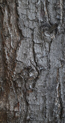 Beautiful close-up of the bark of olea europea