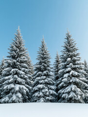 Fototapeta premium Winter landscape with snow-covered fir trees