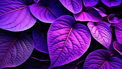 Vibrant purple leaves, Intricate leaf veins, Glowing neon foliage, Macro photography, Dark background, Bioluminescent plants, Ultraviolet flora, Alien botanical, Psychedelic nature, High contrast, Sat