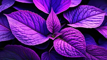 Vibrant purple leaves, Intricate leaf veins, Glowing neon foliage, Macro photography, Dark background, Bioluminescent plants, Ultraviolet flora, Alien botanical, Psychedelic nature, High contrast, Sat