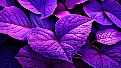 Vibrant purple leaves, Intricate leaf veins, Glowing neon foliage, Macro photography, Dark background, Bioluminescent plants, Ultraviolet flora, Alien botanical, Psychedelic nature, High contrast, Sat