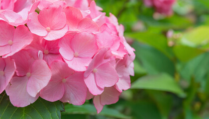 Obraz premium A Close Up of a Pink Hydrangea Bloom in a Garden Setting and Copy Space