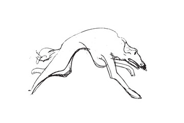 Russian Hunting Sighthound hand-drawing sketch. Minimalist ink drawing of dog Borzoi. Gazehounds line art. Hound dog illustration. Black graphics for Dog breeding business.