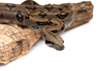 Costa Rica Boa Constrictor Isolated on White Background - Exotic Wildlife