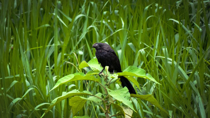 A black bird is perched on a green plant in a field of tall grass. The bird has a long tail and a curved beak.