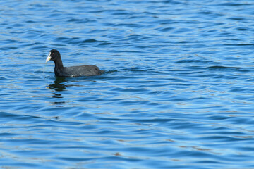 Fototapeta premium FOCHA COMUN (Fulica Atra)