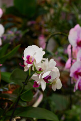 The Stunningly Beautiful White and Pink Orchids are in Full Bloom and Exuding Vibrancy
