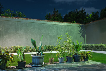 Green backyard garden with houseplant evening view