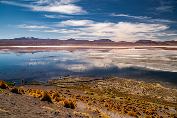 Flamingos at the colourful Laguna Colorada on the Altiplano high plateau, Bolivia