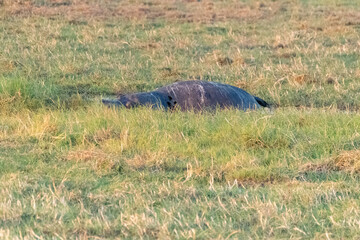 Close-up of a dead hippopotamus laying on the banks of the Chobe river, botswana.