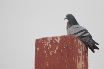 Pigeon standing on top of a house