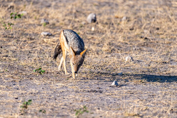 Close-up of a side-striped Jackal -Canis Adustus- roaming around Chobe national park, Botswana on an early morning.