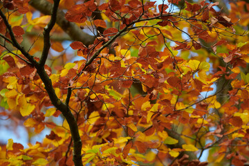 Herbst im Wald