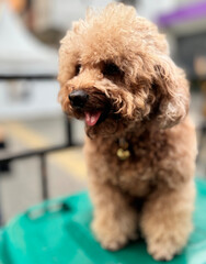 cute and fluffy healthy brown poodle dog pictured outdoors with a loving and joyful expression