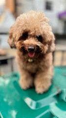 cute and fluffy healthy brown poodle dog pictured outdoors with a loving and joyful expression