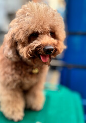 cute and fluffy healthy brown poodle dog pictured outdoors with a loving and joyful expression