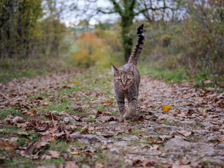 focused striped cat tail up walk on fallen leaves forest path autumn