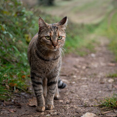 portrait focused tabby cat gaze ahead in quiet charm countryside path