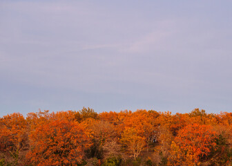 Fototapeta premium Morning light illuminates grove trees, rich tapestry orange gold sky