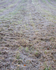 dewy grass field freshly mowed texture natural patterns rural landscape