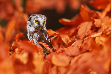 boreal owl or Tengmalm's owl (Aegolius funereus) in the orange leaves of the beech tree