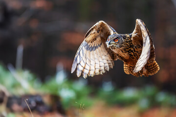 male Eurasian eagle-owl (Bubo bubo) flight detail