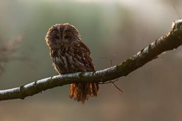 female tawny owl (Strix aluco) in backlight