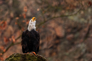 female bald eagle (Haliaeetus leucocephalus) sitting on a rock and looking up
