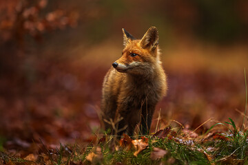 male red fox (Vulpes vulpes) in autumn colours